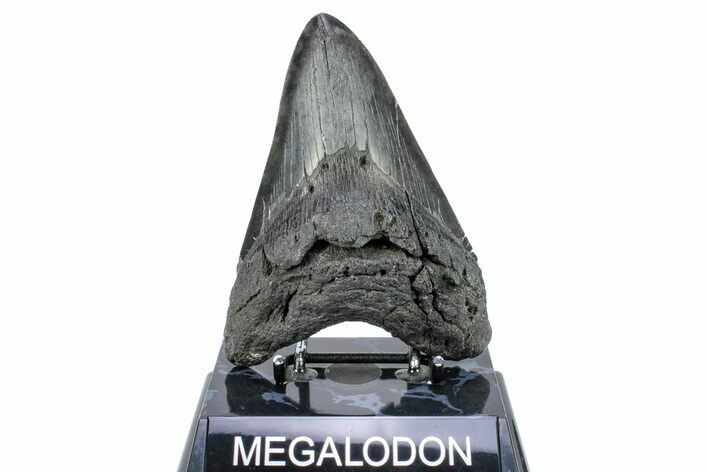 Bargain, Fossil Megalodon Tooth - Repaired #251273